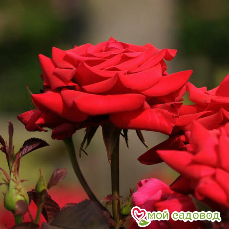 Роза Микадо