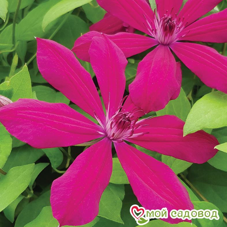 Клематис Аллана ЗКС