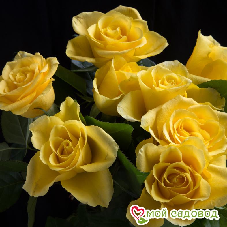 Роза Аполло