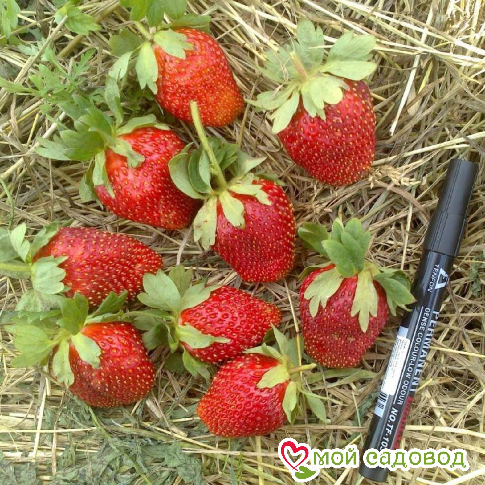Клубника Маршал
