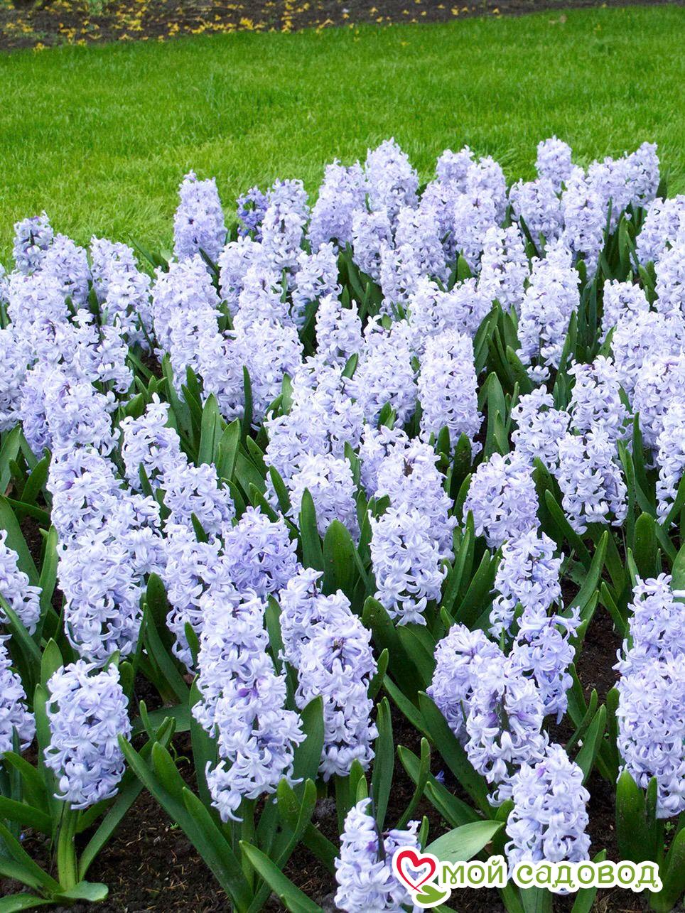 Гиацинт Блю Айс