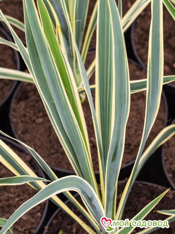 Юкка садовая Филаментоза