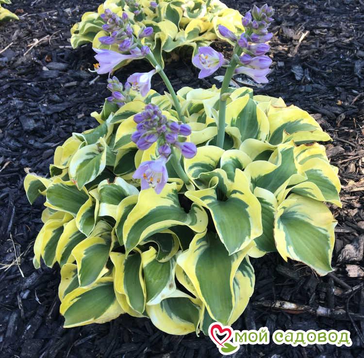Хоста гибридная Мини Скирт