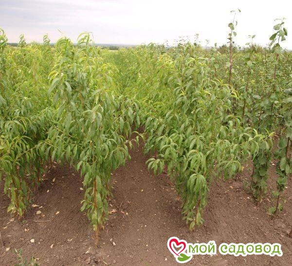 Персик Бургунди